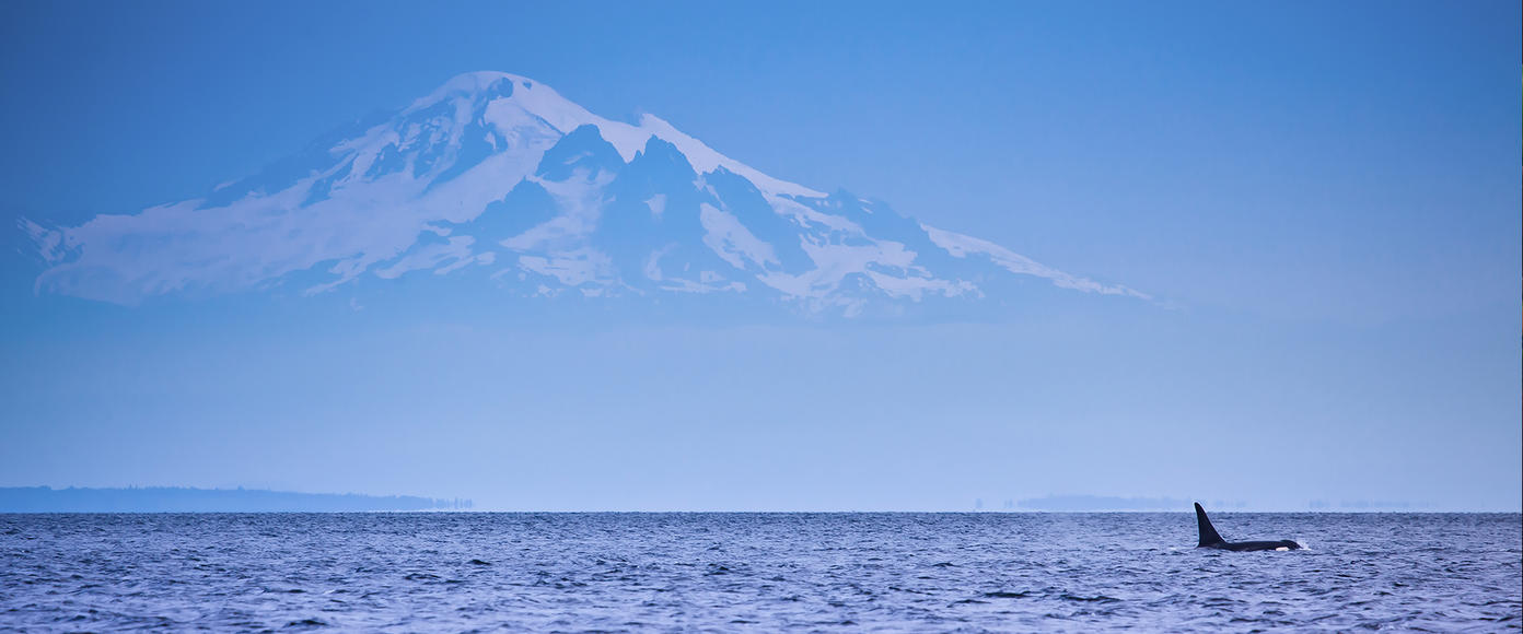 An orca swims by the Cascades