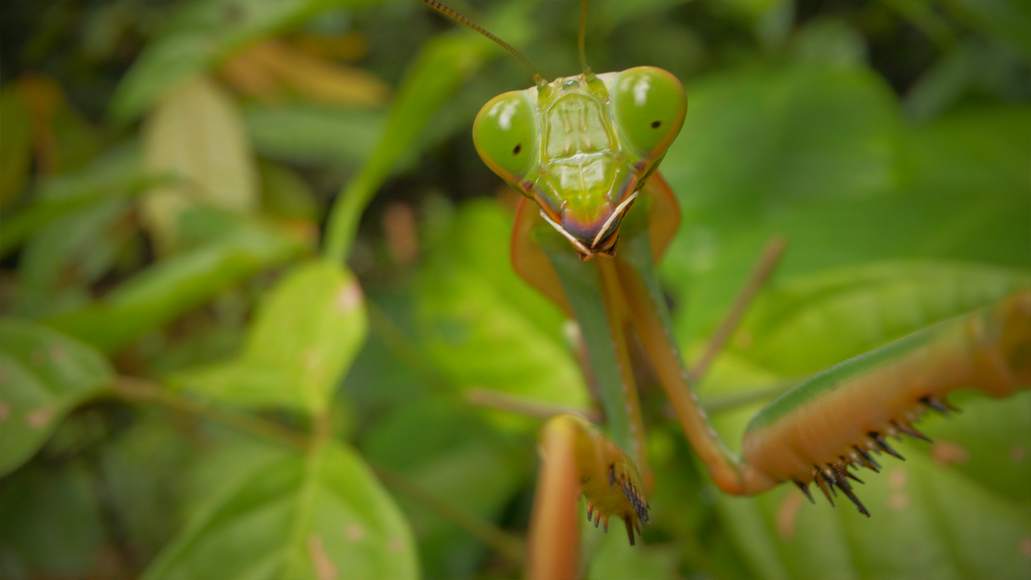 Bugs That Rule the World